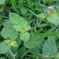 <i>Boerhavia diffusa</i>  L.